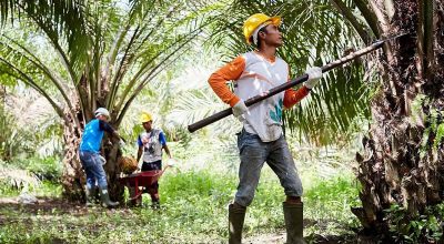 How to Transition to Sustainable Palm Oil