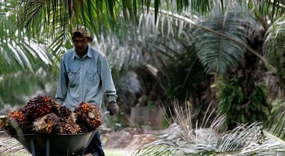 What is Sustainable Palm Oil
