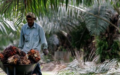 What is Sustainable Palm Oil