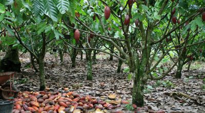 cocoa-plantation-blog-crb