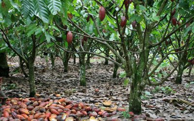 cocoa-plantation-blog-crb